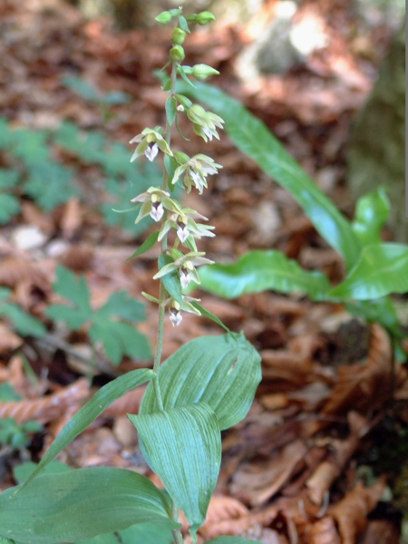 Epipactis leptochila (?)